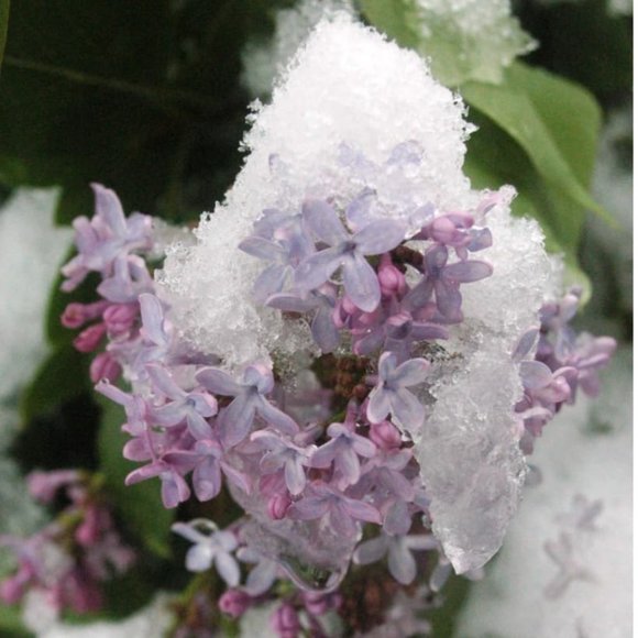 Meet your Posher - Picture 1 of 1